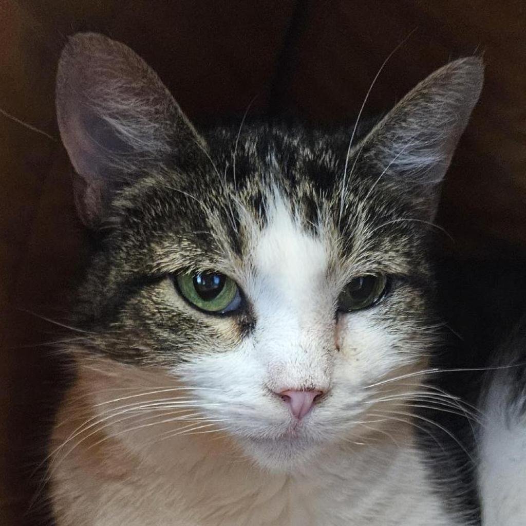 adoptable Cat in Bentonville, AR named Tonya