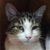 adoptable Cat in benton, AR named Tonya
