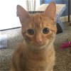 adoptable Cat in bentonville, AR named Twitch