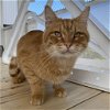 adoptable Cat in benton, AR named Tonka