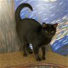 adoptable Cat in bentonville, AR named Vanya