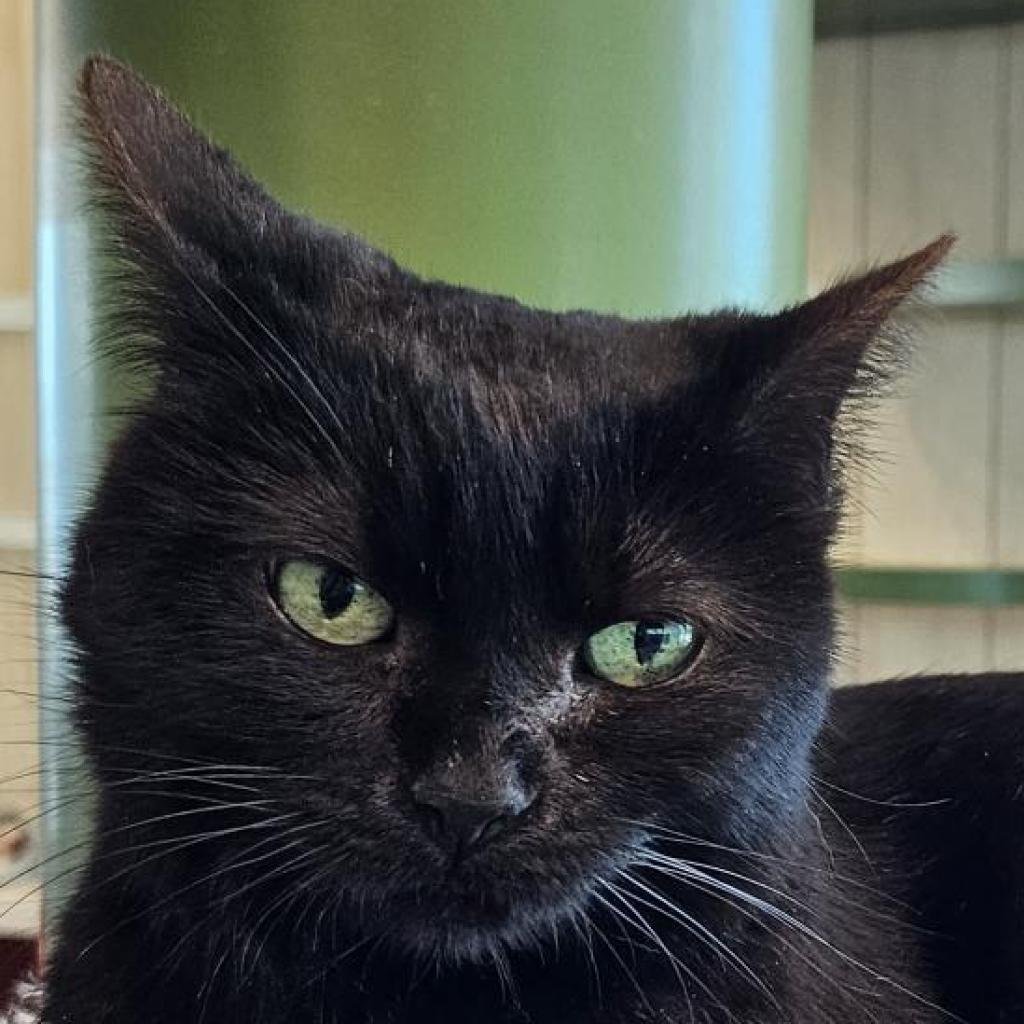 adoptable Cat in Bentonville, AR named Vanya