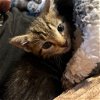 adoptable Cat in bentonville, AR named Arlo