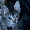 adoptable Cat in benton, AR named Linus