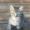 adoptable Cat in benton, AR named Sam