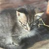 adoptable Cat in benton, AR named Sadie