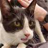 adoptable Cat in bentonville, AR named Chelsea