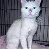 adoptable Cat in  named Gregory