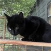 adoptable Cat in benton, AR named Rosemary