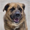 adoptable Dog in bentonville, AR named Dozer