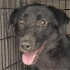 adoptable Dog in benton, AR named Ryder