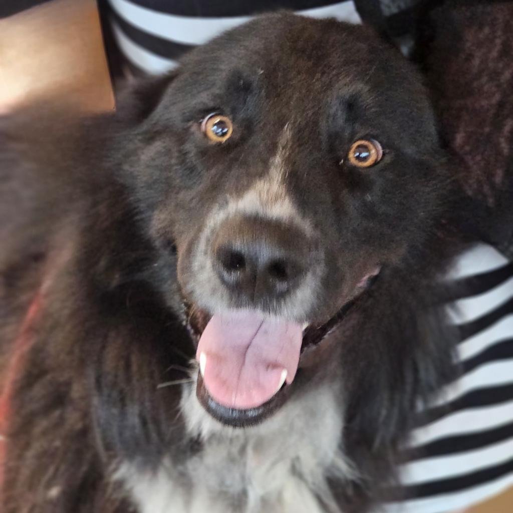 adoptable Dog in Bentonville, AR named Mickey