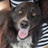 adoptable Dog in benton, AR named Mickey