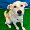 adoptable Dog in benton, AR named Sugarbomb
