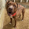 adoptable Dog in , AR named BooBoo