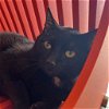 adoptable Cat in benton, AR named Rush