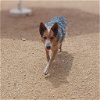 adoptable Dog in benton, AR named Serafina