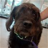 adoptable Dog in benton, AR named Roger