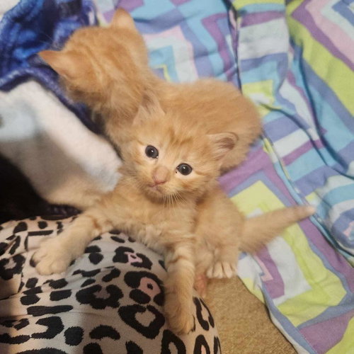 picture of the cat needing adoption