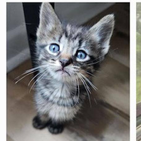 adoptable Cat in Bentonville, AR named Lax