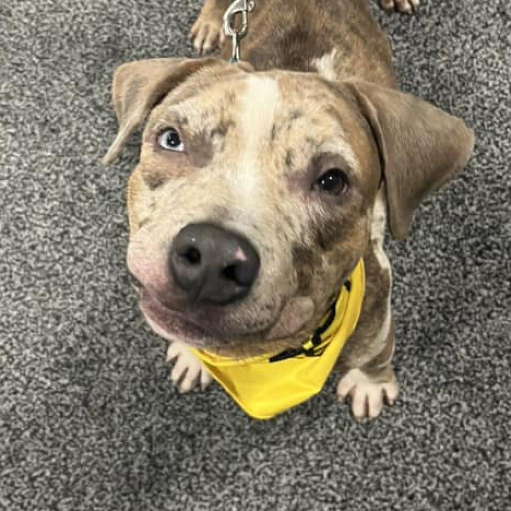 adoptable Dog in Bentonville, AR named Sherlock