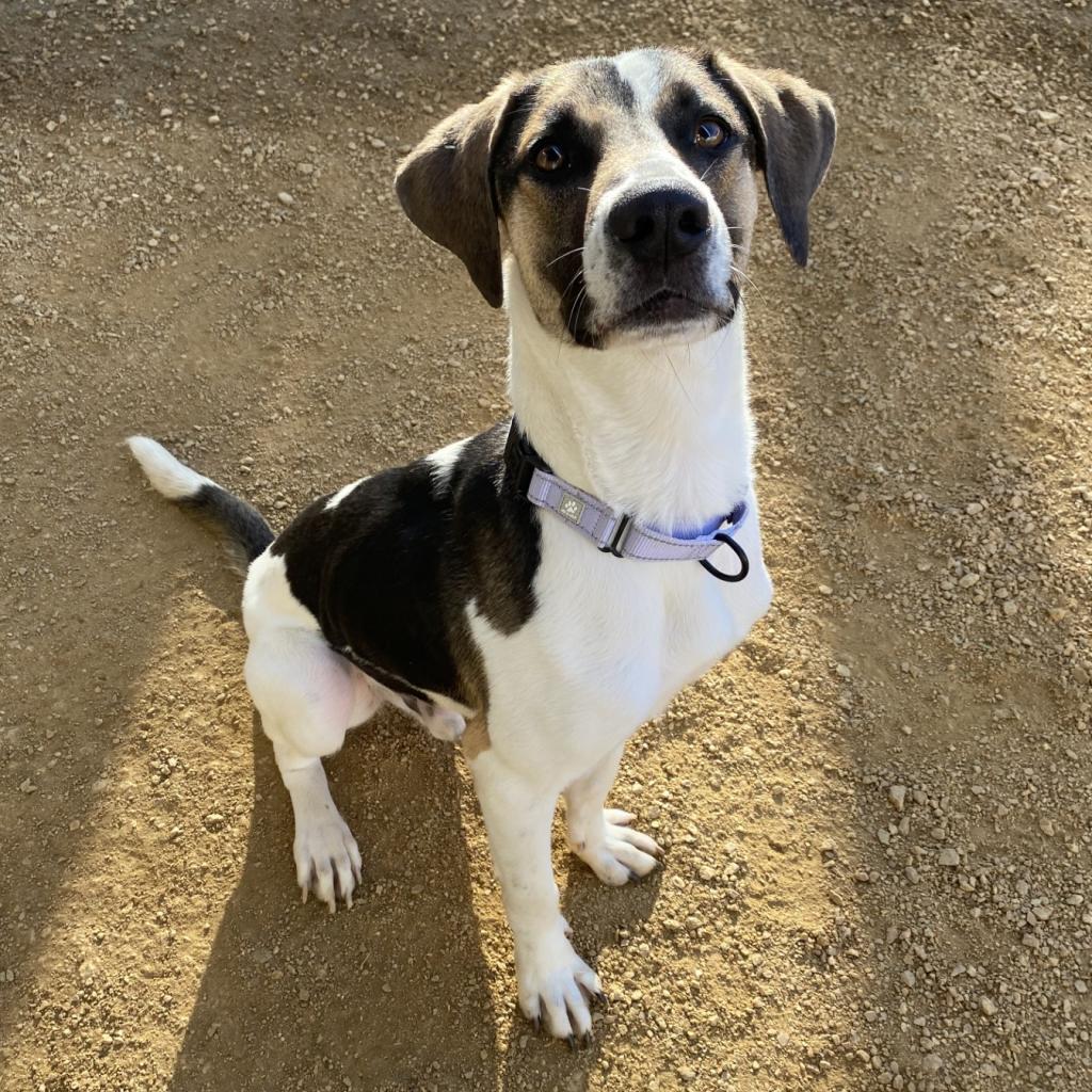 adoptable Dog in Bentonville, AR named Humphrey