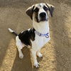 adoptable Dog in , AR named Humphrey