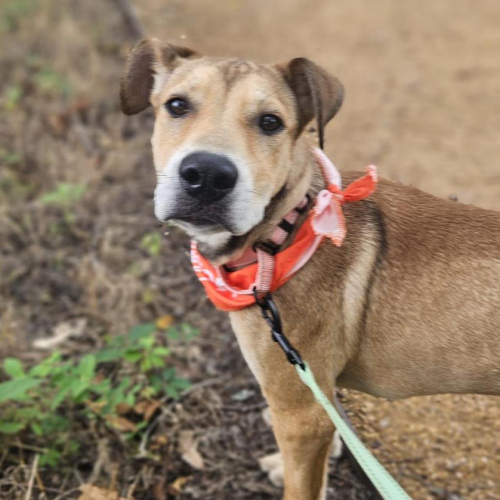 adoptable Dog in Bentonville, AR named Sweet Pea