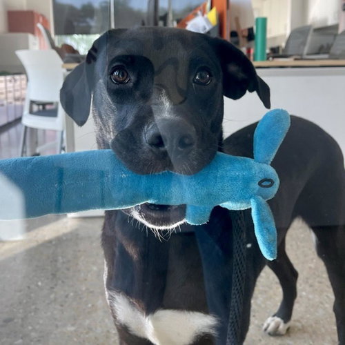 picture of the dog needing adoption