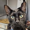 adoptable Cat in bentonville, IL named Jeremiah