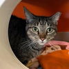 adoptable Cat in bentonville, IL named Squeaky