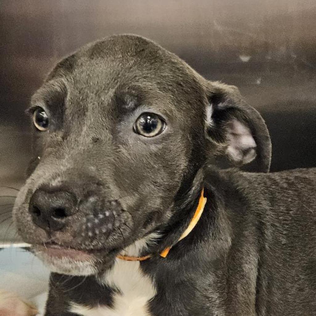 adoptable Dog in Bentonville, AR named Mia