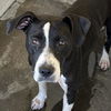 adoptable Dog in bentonville, IL named Saylor