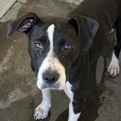 picture of the dog needing adoption