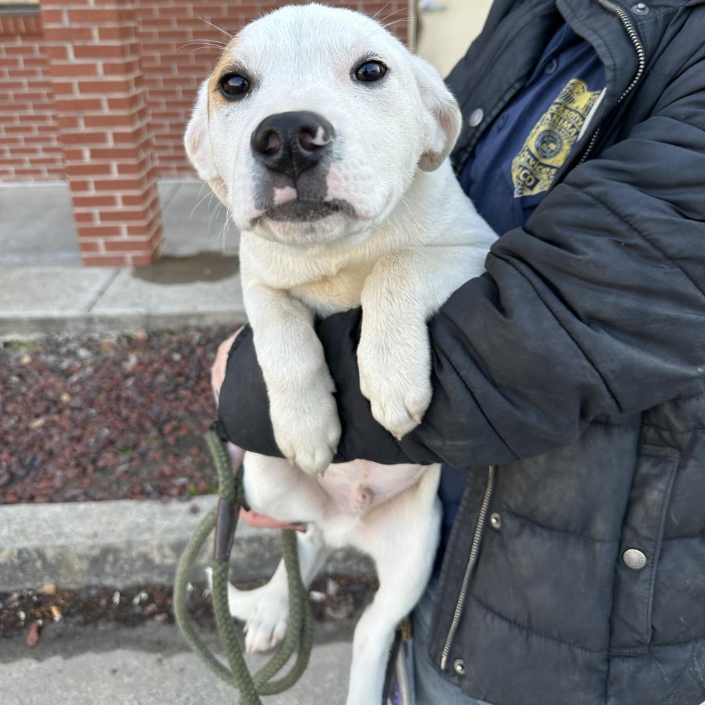 adoptable Dog in Bentonville, AR named Huey