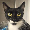 adoptable Cat in bentonville, IL named Paisley