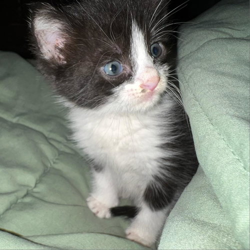 picture of the cat needing adoption