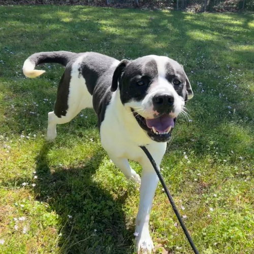 picture of the dog needing adoption