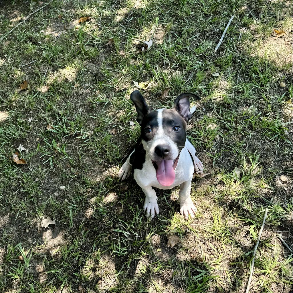 adoptable Dog in Bentonville, AR named Scooter