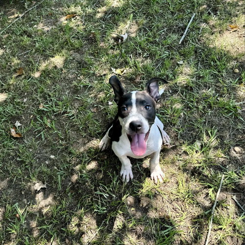 picture of the dog needing adoption