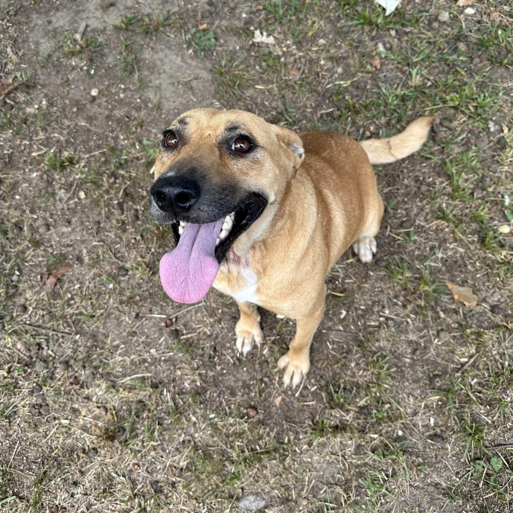 adoptable Dog in Bentonville, AR named River