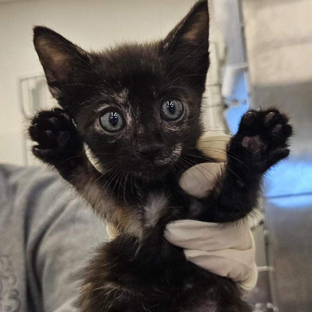 adoptable Cat in Bentonville, AR named Starla