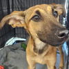 adoptable Dog in Bentonville, AR named Hailey