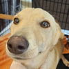 adoptable Dog in , AR named Pixie