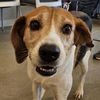 adoptable Dog in , AR named Kip