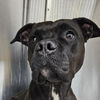 adoptable Dog in bentonville, IL named Kiva