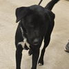 adoptable Dog in , AR named Cruise