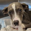 adoptable Dog in Bentonville, AR named Quick Silver