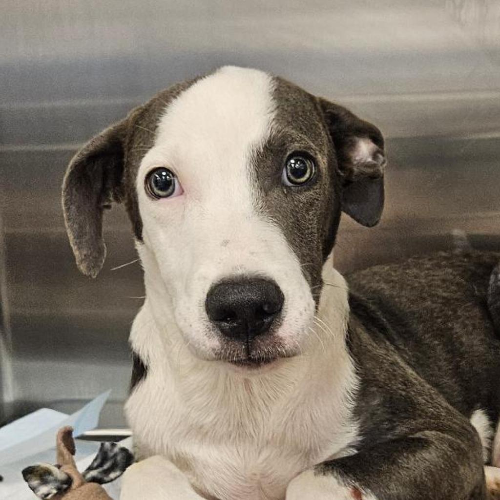 adoptable Dog in Bentonville, AR named Mercury