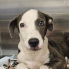 adoptable Dog in  named Mercury